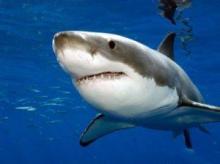 12 types of fish that you should never eat