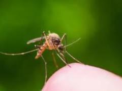 A study from Italy shows that mosquitoes cannot transmit coronavirus