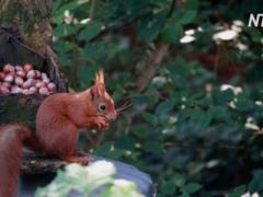 On the Scilly Islands animals and birds were emboldened without tourists