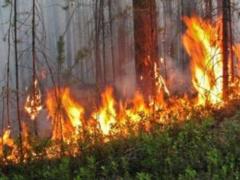 На Луганщине вспыхнул лесной пожар
