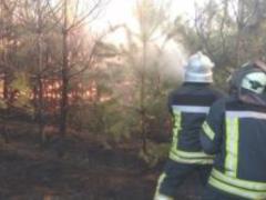 В Луганской области на территории двух лесничеств произошел пожар
