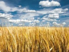 На вихідних в Україні очікується суха і спекотна погода