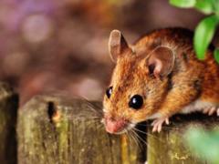В Бурятии начали отлавливать крыс из-за вспышки бубонной чумы в Монголии