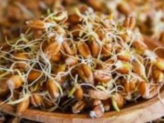Centenarial recipe: wheat fasting day