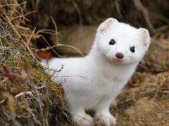 In the European Union, minks are massively killed due to coronavirus
