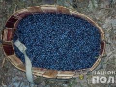 They tried to take out 300 kg of radioactive berries from the Chernobyl zone