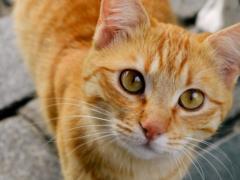 В Британии COVID-19 впервые подтвердили у домашнего кота