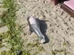 На одесском пляже, неподалеку от затонувшего танкера  Делфи , обнаружили мертвого дельфина