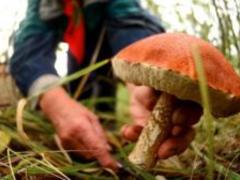 Микроскопический жароустойчивый гриб оказался чемпионом мутаций