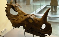 Scientists discover bone cancer in an ancient dinosaur