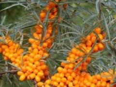 Sea buckthorn leaves instead of vitamins, antivirals and diarrhea pills