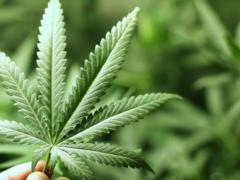 In Kharkov, police seized about 100 kilograms of cannabis