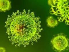 Вирусы используют стратегию приманки, чтобы уклониться от иммунной системы