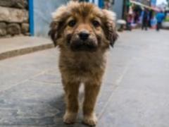 В США подтвердили случай заражения чумой