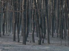 On Saturday, 40 hectares of natural ecosystems burned out in the Kharkiv region