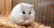 Морские свинки таят опасность для здоровья хозяев