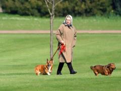 Queen s dogs quarantined due to rare disease