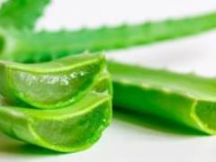 5 полезных свойств алоэ вера для кожи