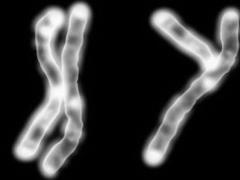 Scientists have discovered new properties of the Y chromosome