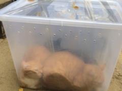 In Kharkiv, unknown persons threw out cats in plastic containers