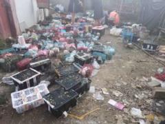 Cats and dogs in the mail: 5,000 animals found in China died without food or water