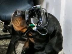 US Army introduces augmented reality glasses for dogs