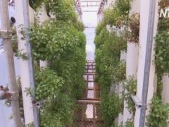В Гонконге экопродукты стали выращивать в грузовых контейнерах