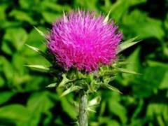 Scientists named plant that protects against cancer and Alzheimer s