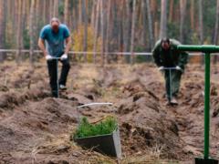 На Харьковщине за день высадили 40 тысяч деревьев