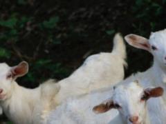 A herd of  