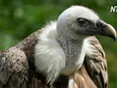 In Kenya, vultures fall victim to the fight between man and lions