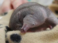 Video fact: a spiny anteater was rescued in Australia