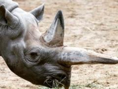 В Берлинском зоопарке умер самый старый черный носорог в мире