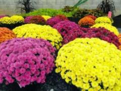Chrysanthemum: heals liver, headache and prolongs life