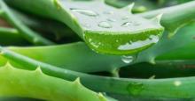 Listeriosis: symptoms and clinical picture of the disease