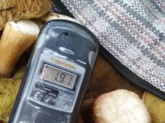 60 kg of radioactive mushrooms were taken from mushroom pickers in the Chernobyl zone