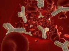 Most antibodies in the blood of men who recovered from severe COVID-19