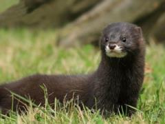 Danish government abandons plan to destroy millions of minks