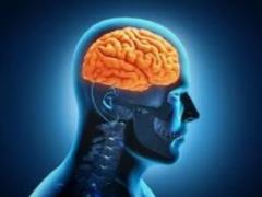 The human brain was predisposed from birth to visual perception of letters and words