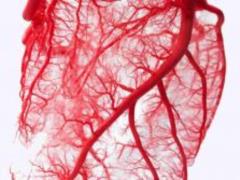 Scientists invented cells that dilate blood vessels