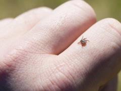 С потеплением климата собачьи клещи могут переориентироваться на людей