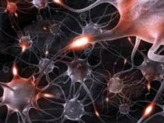 Що впливає на виживаність нейронів при інсультах і травмах голови: з ясували російські вчені
