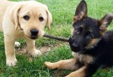 Scientists: dog kisses are dangerous to humans