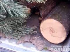 На Харьковщине задержали злоумышленника, который незаконно вырубил елки