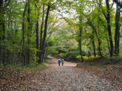 Due to the pandemic, people began to turn to nature more often