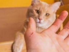 Ученые: царапины кошек могут вызвать психическое расстройство