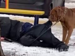 Видеофакт: В Харькове собака волочила домой пьяного хозяина