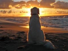 Russians banned from taking animals to the beach