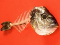 Swallowed fish bone can turn into cancer