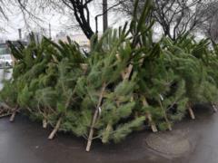 During the New Year holidays, poachers cut down almost 2,000 trees, - Goslesagenstvo